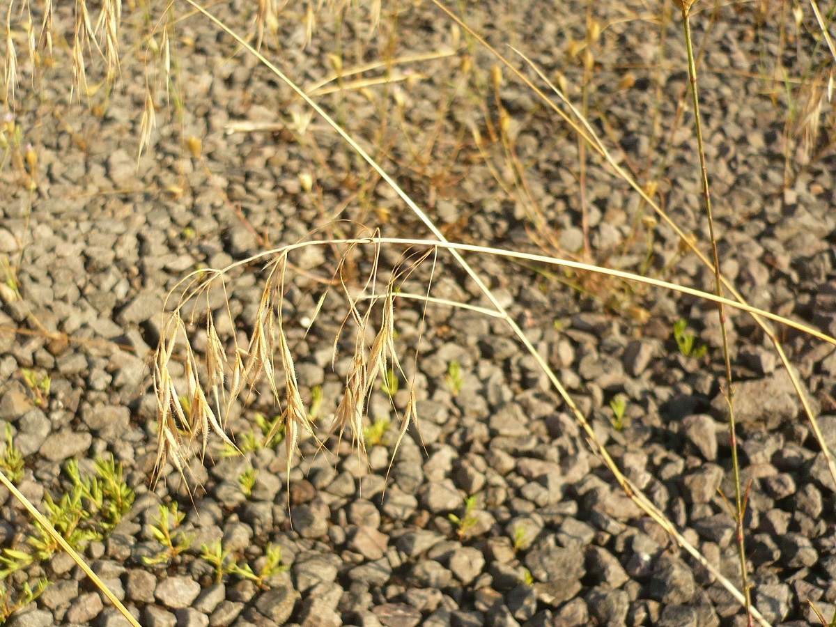 Anisantha tectorum (Poaceae)